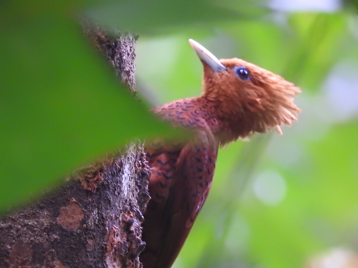 Chestnut-colored Woodpecker - ML615555447