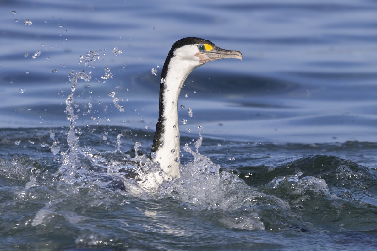 Cormorán Pío - ML615555543