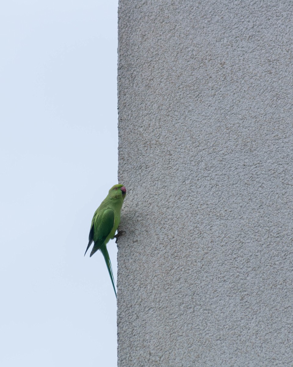 Rose-ringed Parakeet - ML615555563