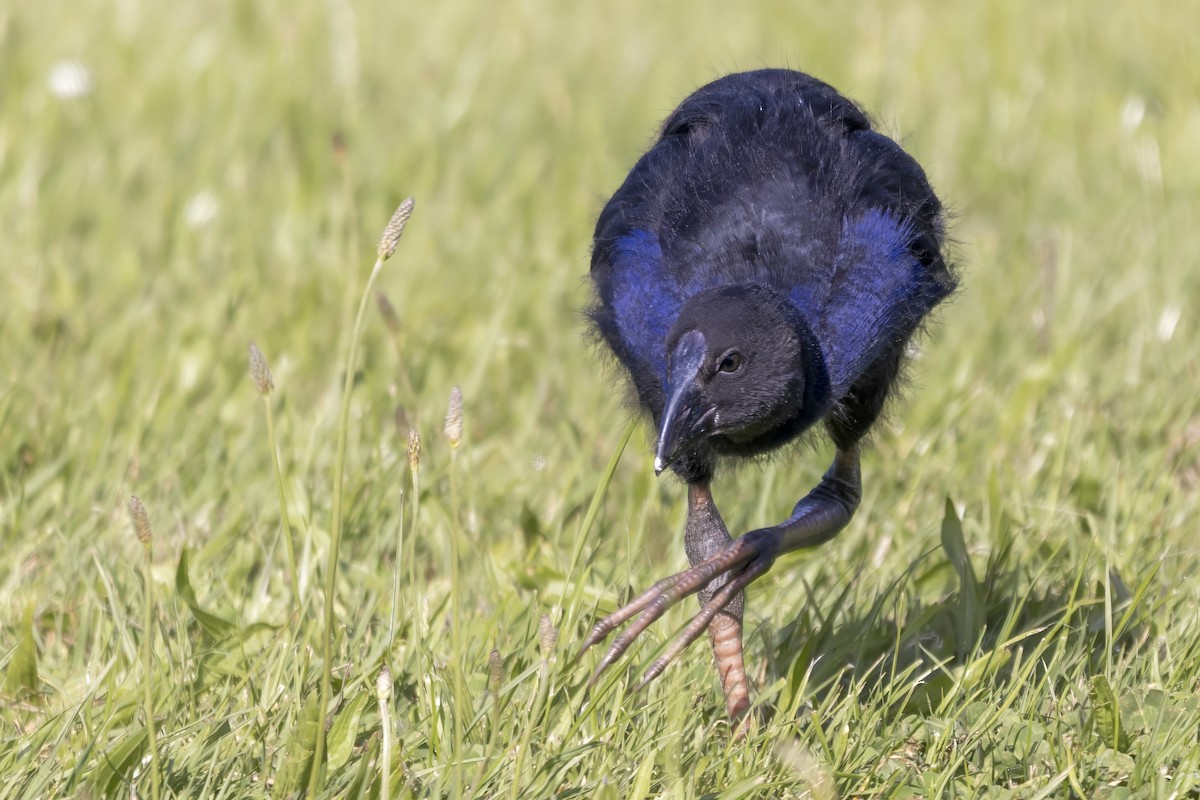 Australasian Swamphen - ML615555587