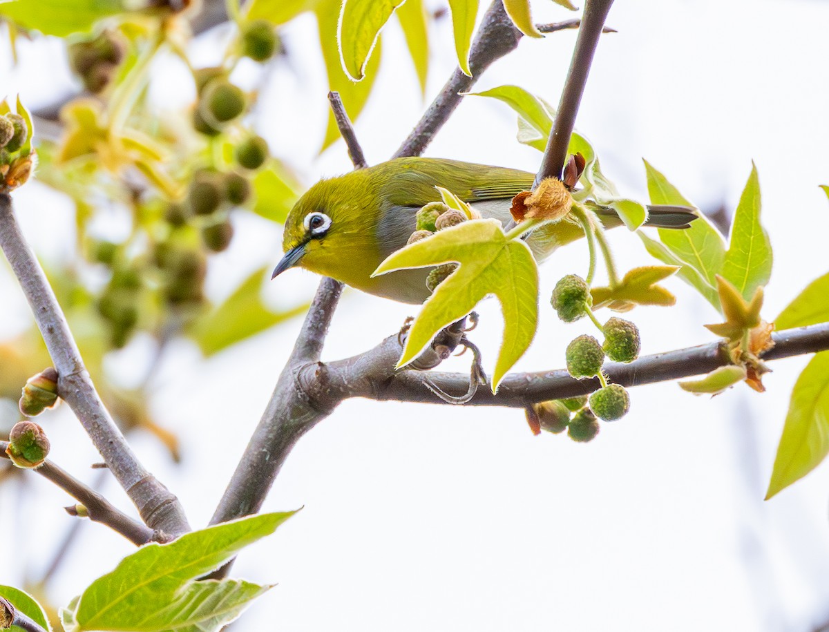 Swinhoe's White-eye - ML615555641