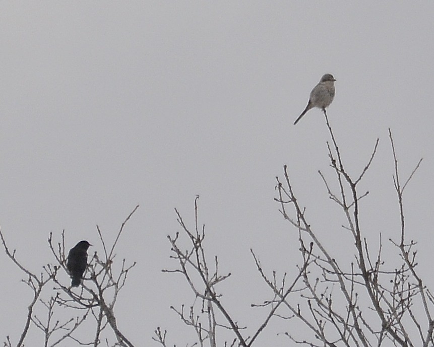 Northern Shrike - ML615555663