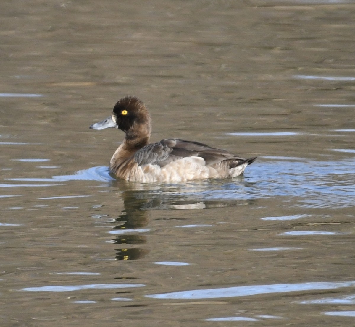 Lesser Scaup - ML615555673