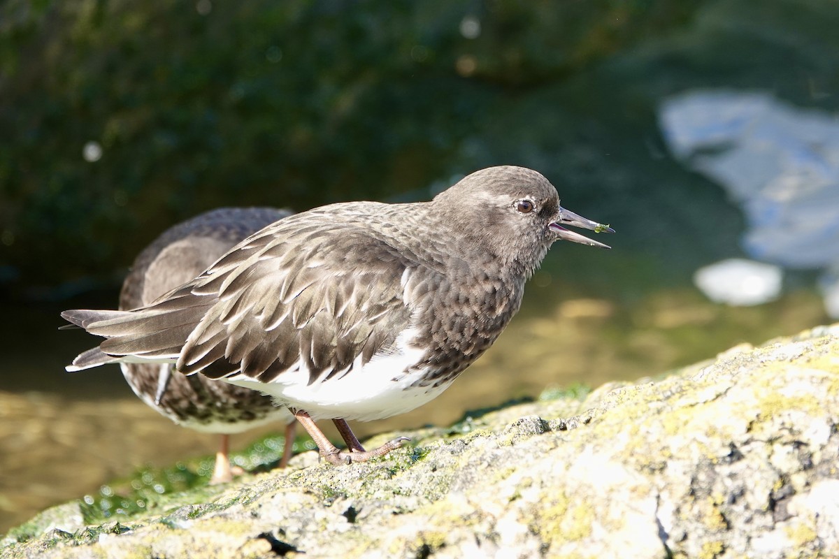 Black Turnstone - ML615555735