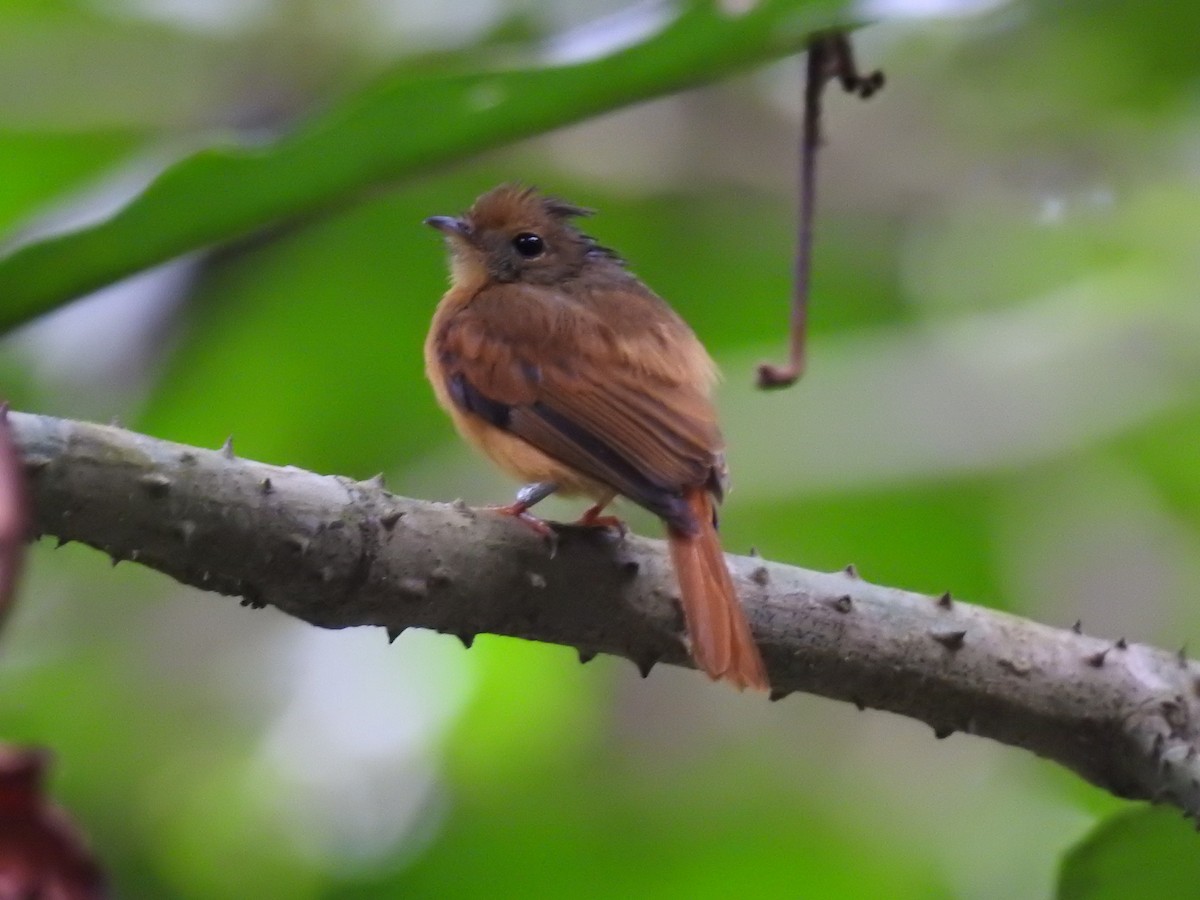 Ruddy-tailed Flycatcher - ML615555736