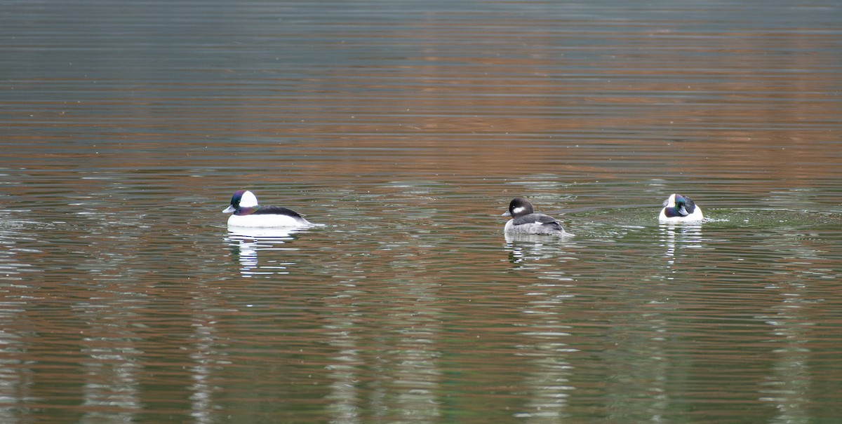 Bufflehead - ML615555782