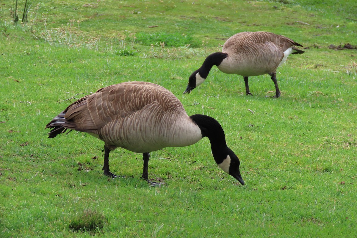 Canada Goose - ML615555884