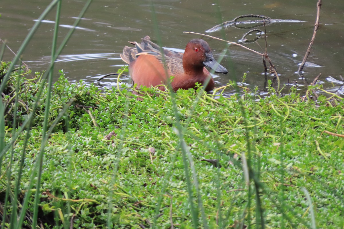 Cinnamon Teal - ML615555902