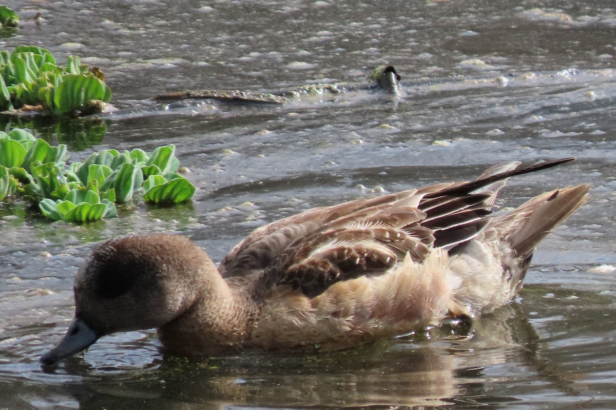American Wigeon - ML615555917