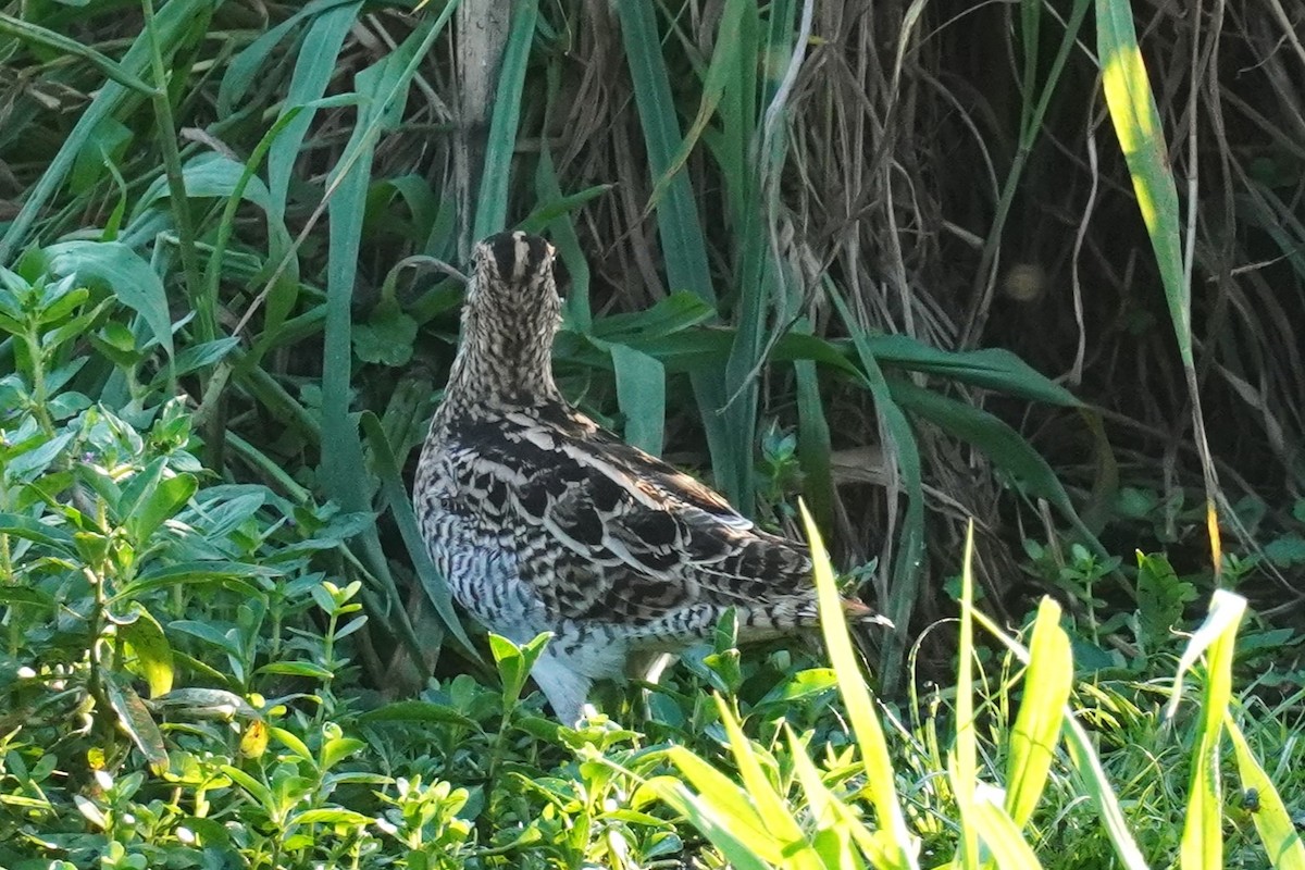 Latham's Snipe - ML615555924