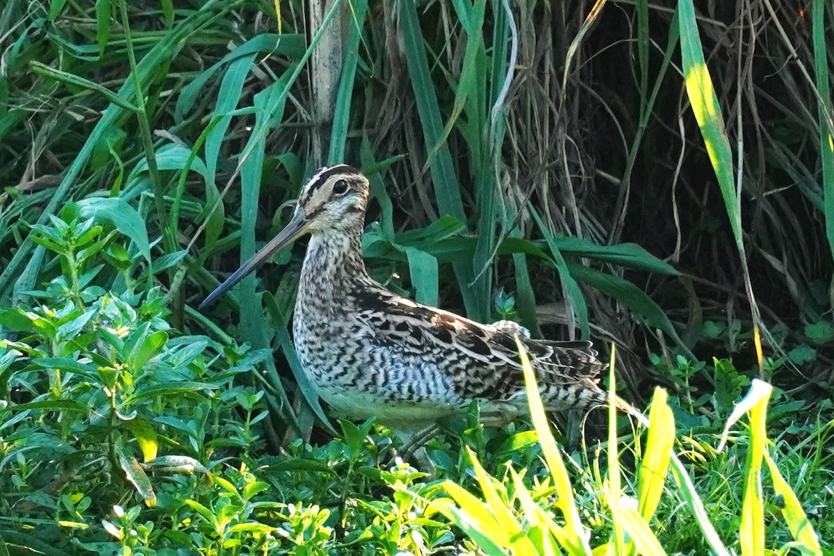 Latham's Snipe - ML615555927