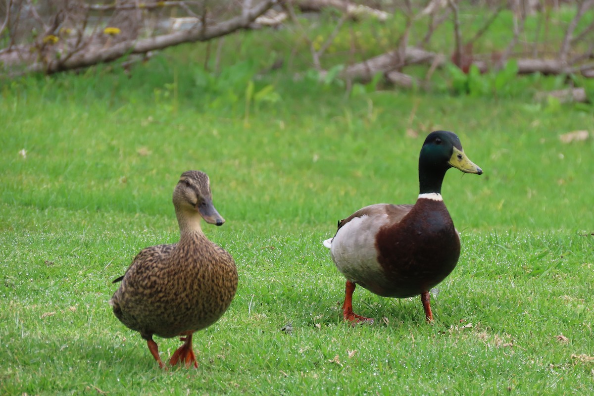 Canard colvert - ML615555935