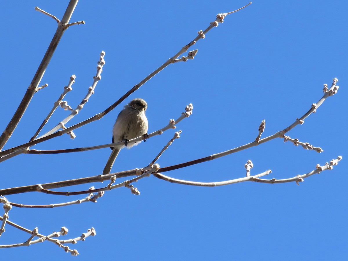 Bushtit - ML615555937