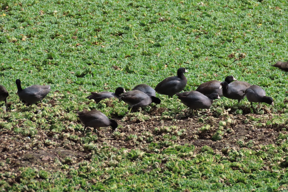 American Coot - ML615555951