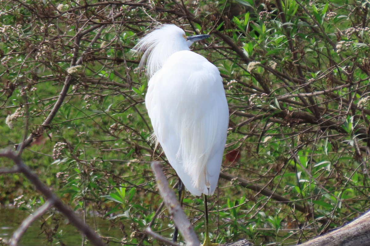 Snowy Egret - ML615555968
