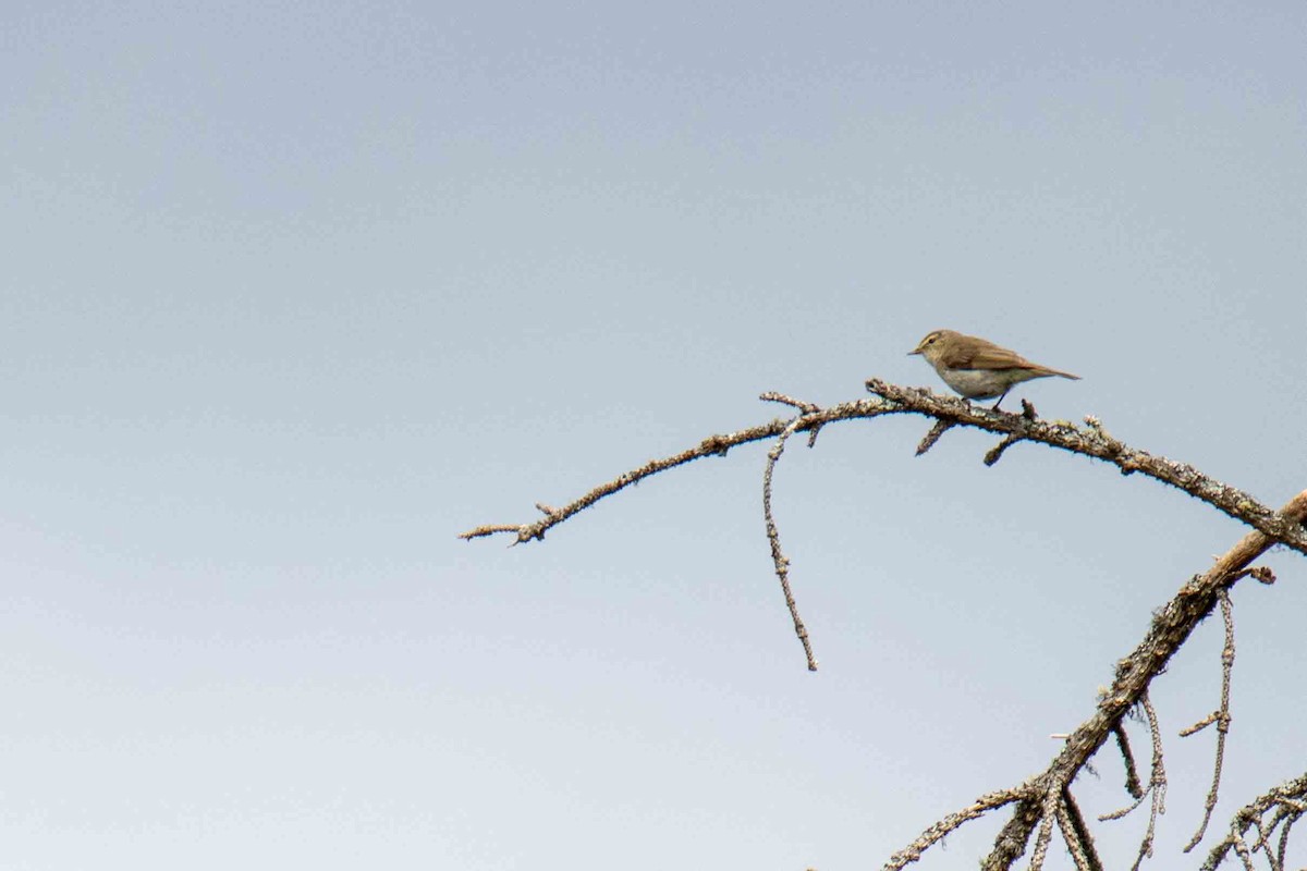 Mosquitero Común - ML615555971