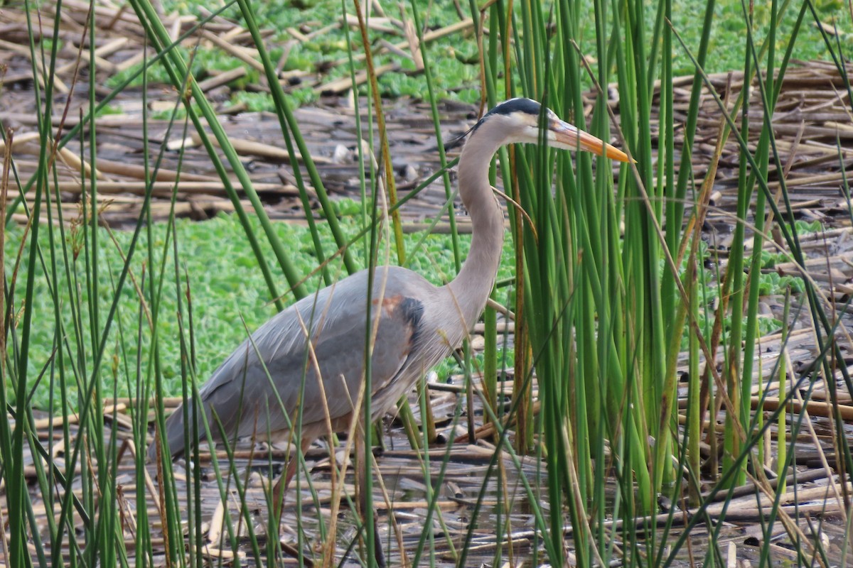Great Blue Heron - ML615555979
