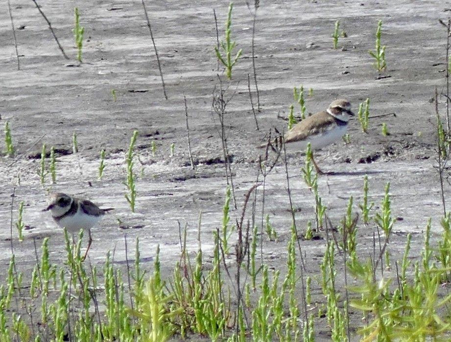 Semipalmated Plover - ML615555992