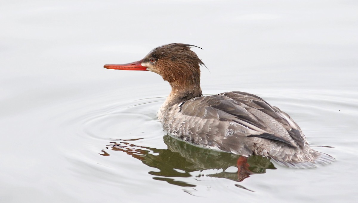 Red-breasted Merganser - ML615556000