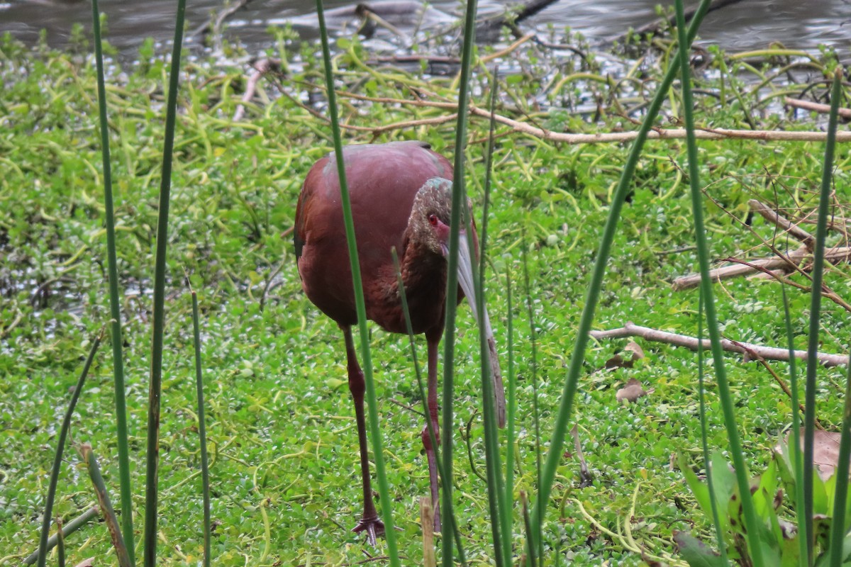 White-faced Ibis - ML615556002