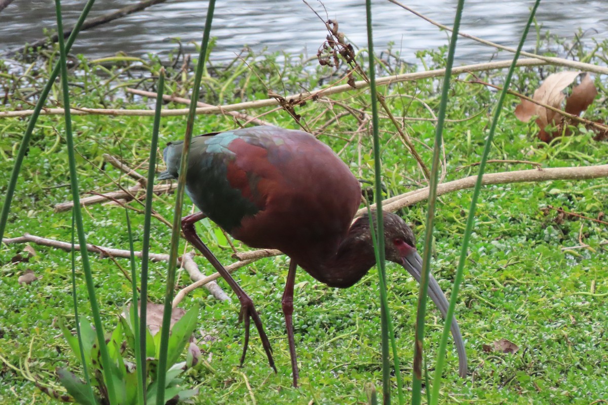 White-faced Ibis - ML615556003