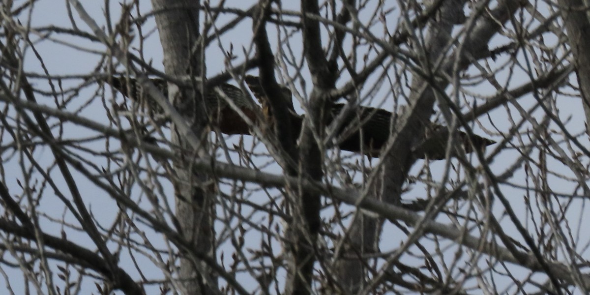 Red-shouldered Hawk - ML615556016