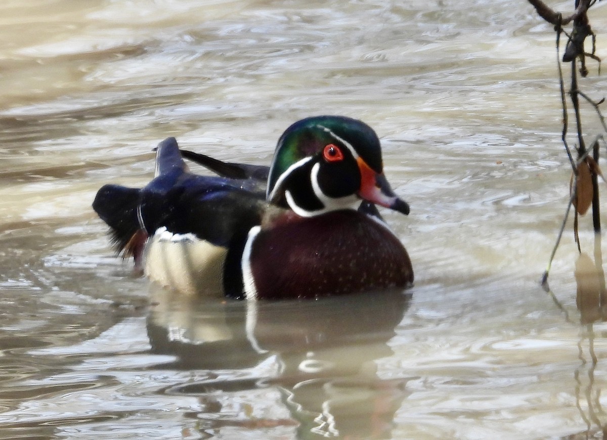 Wood Duck - ML615556048