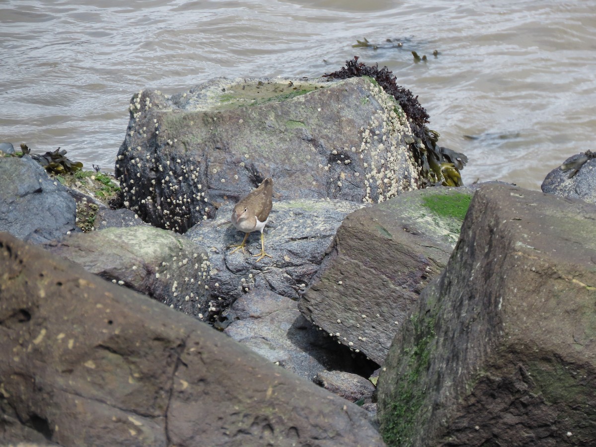 Spotted Sandpiper - ML615556060