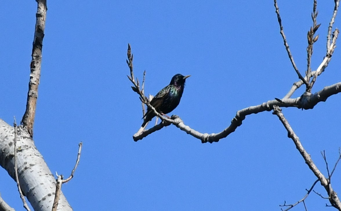 Arabazozo pikarta - ML615556086