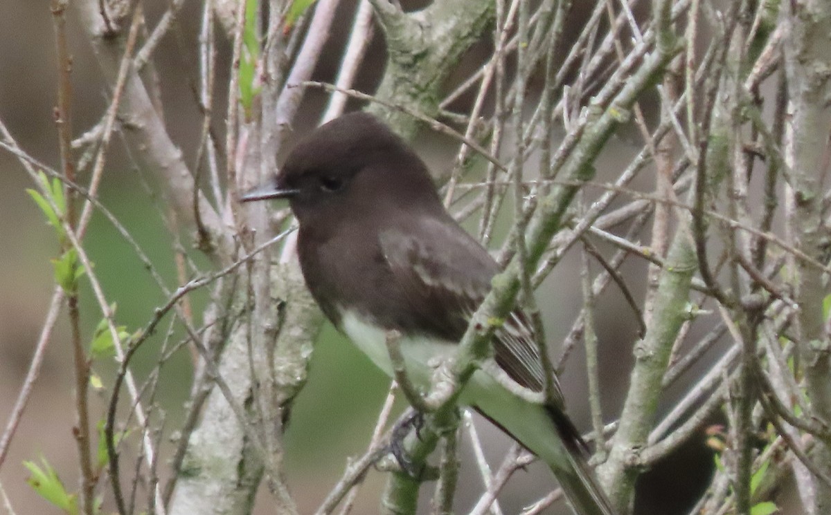 Black Phoebe - ML615556112