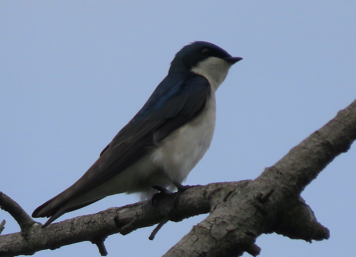 Tree Swallow - ML615556123