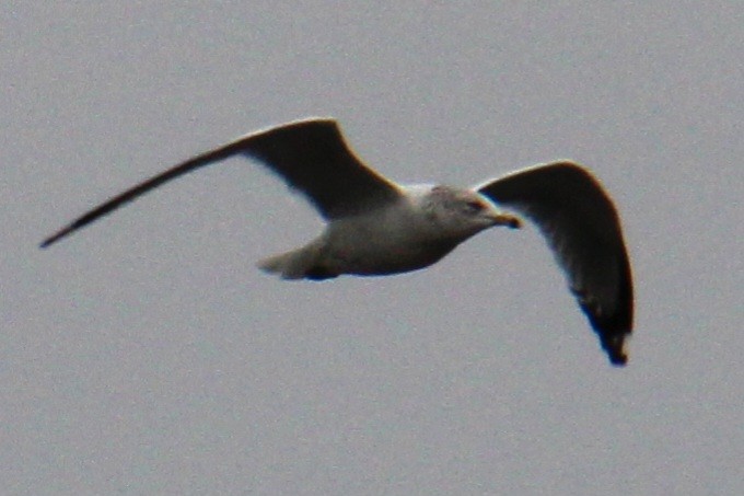 Ring-billed Gull - ML615556131