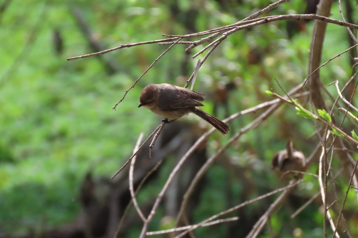 Bushtit (Pacific) - ML615556142