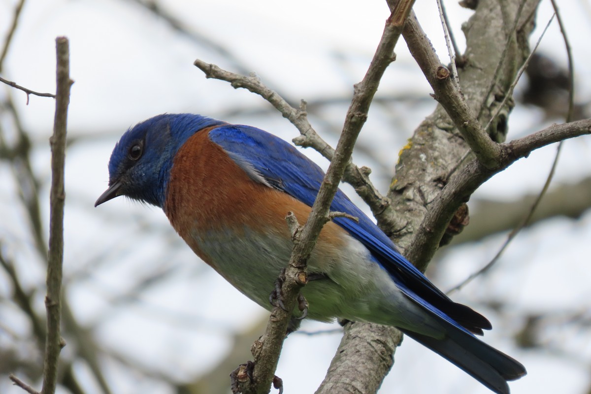 Western Bluebird - ML615556161