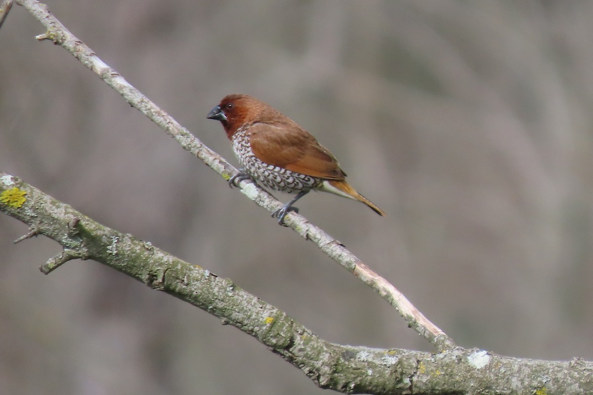 Scaly-breasted Munia - ML615556179