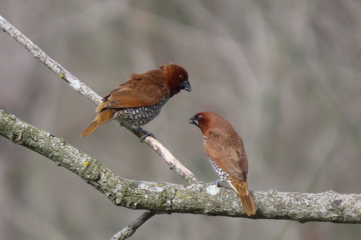 Scaly-breasted Munia - ML615556180