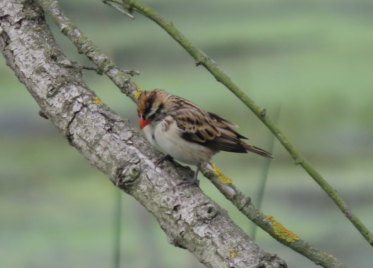Pin-tailed Whydah - ML615556195