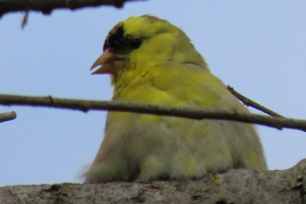 American Goldfinch - ML615556212