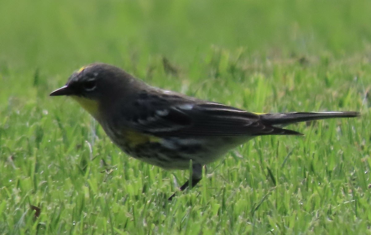 Yellow-rumped Warbler (Audubon's) - ML615556219