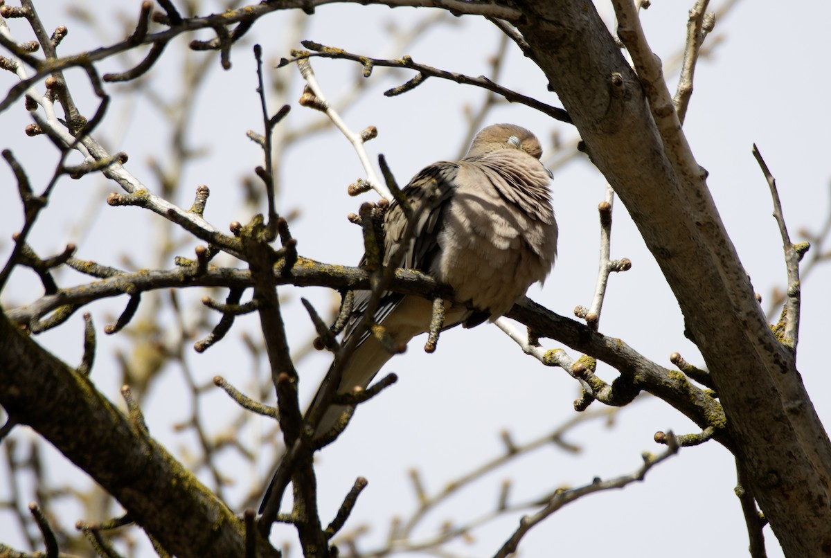 Mourning Dove - Rene Reyes