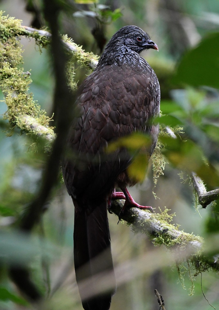 Andean Guan - ML615556243