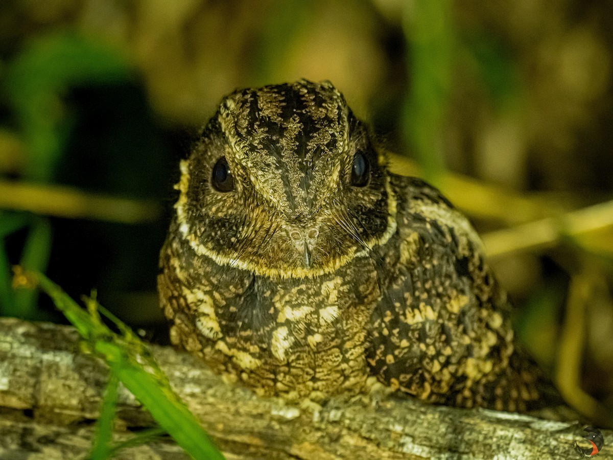 Rufous Nightjar - ML615556270