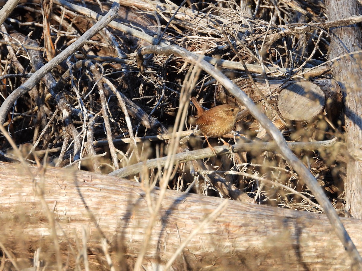 Winter Wren - ML615556305