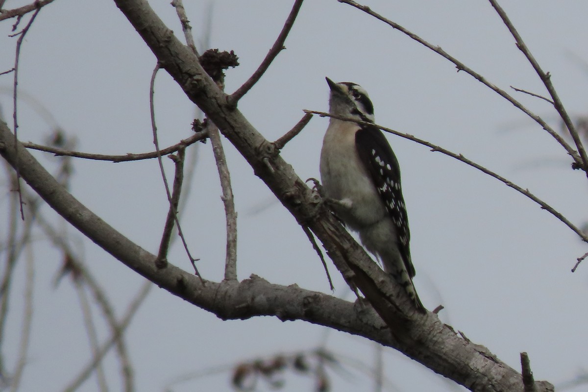 Downy Woodpecker - ML615556348