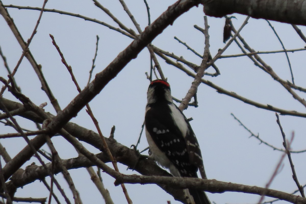 Downy Woodpecker - ML615556349