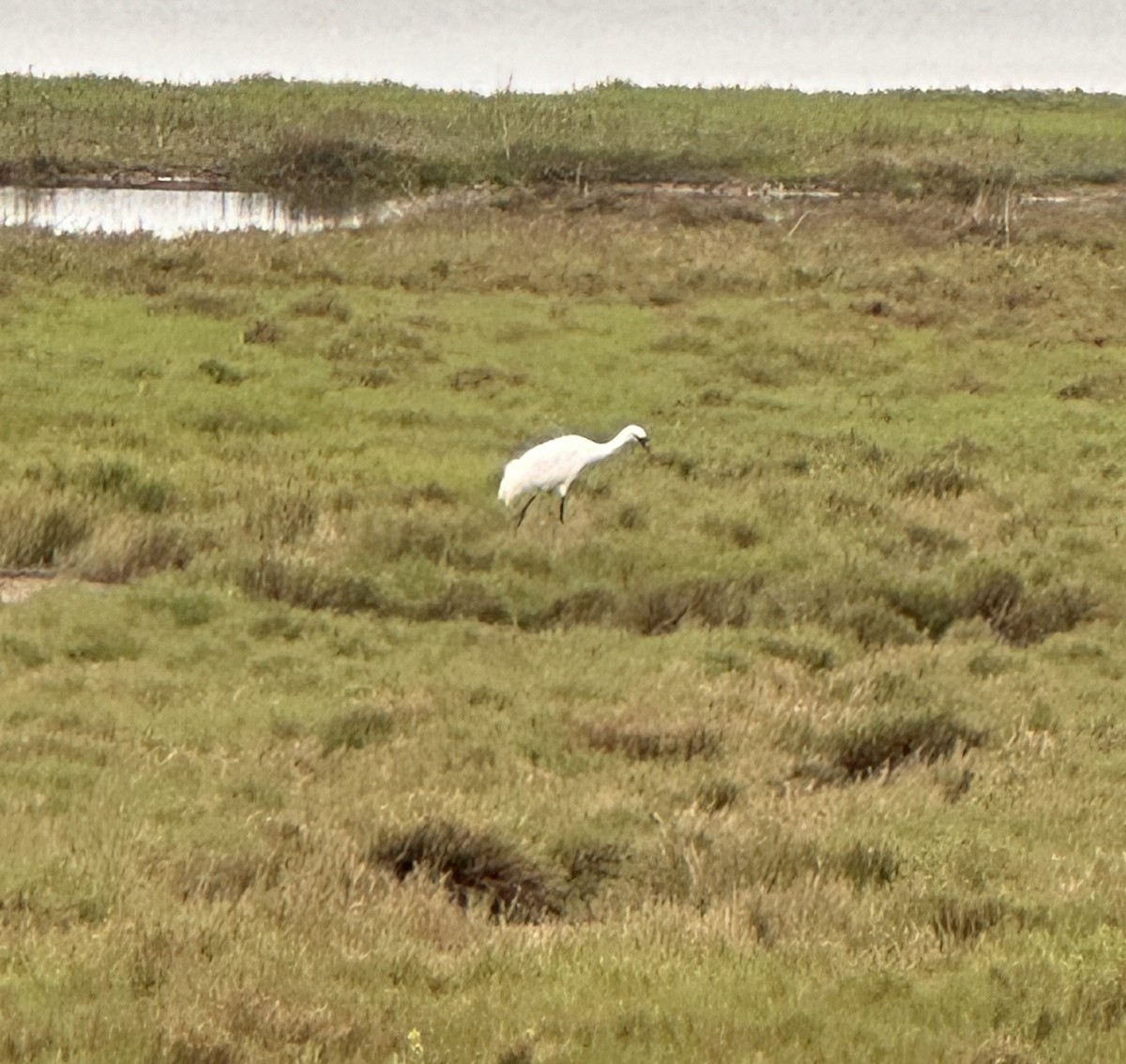 Whooping Crane - Regina Cooper