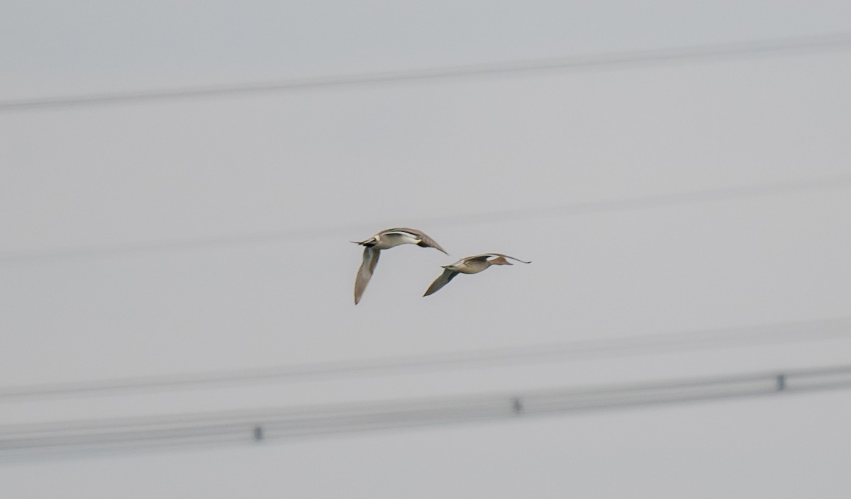 Northern Pintail - ismael chavez