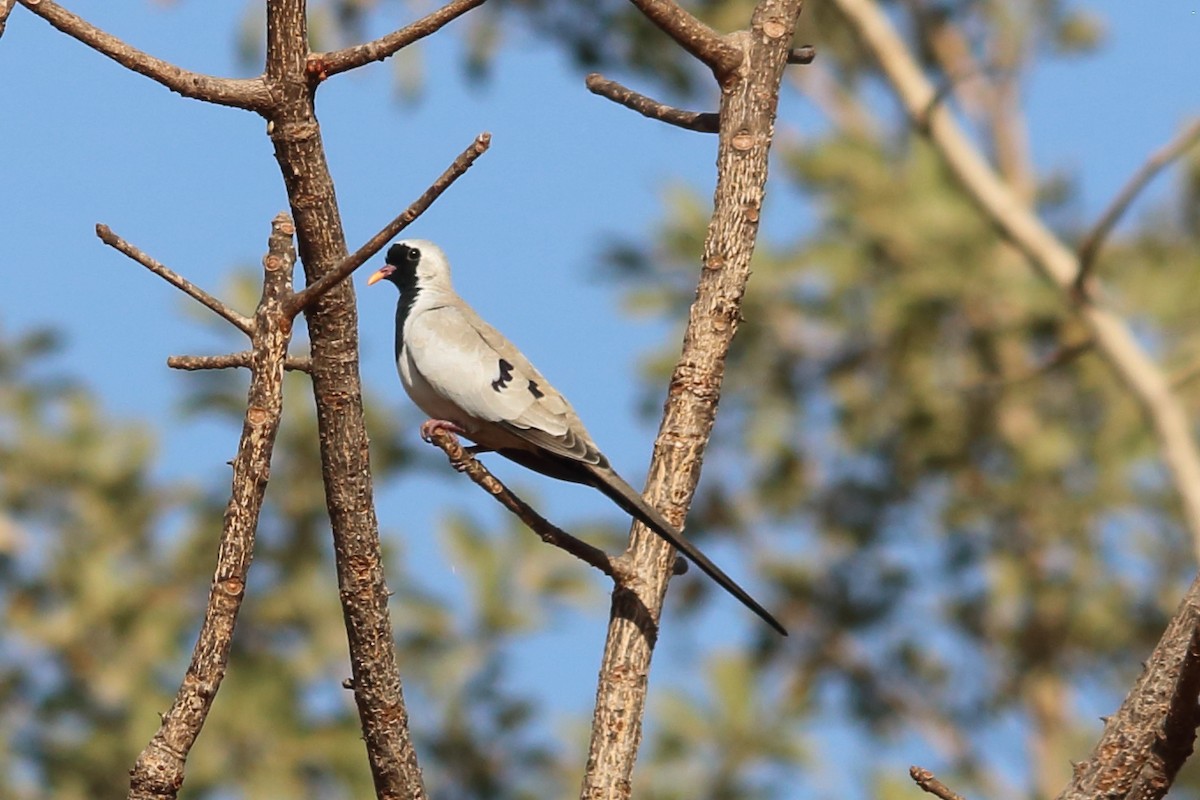 Namaqua Dove - David Howdon