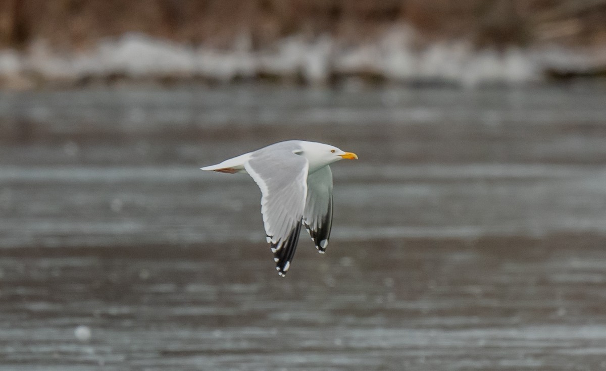 Herring Gull - ML615556588