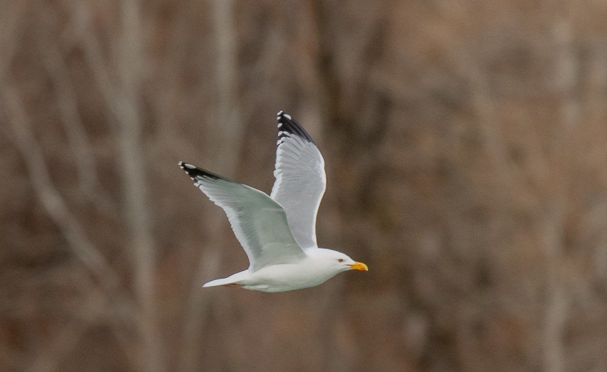 Weißkopf-Seeadler - ML615556595